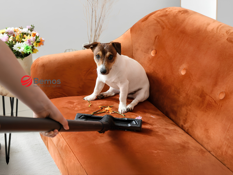 Vệ sinh ghế sofa nhung đúng cách giúp tăng tuổi thọ của sofa