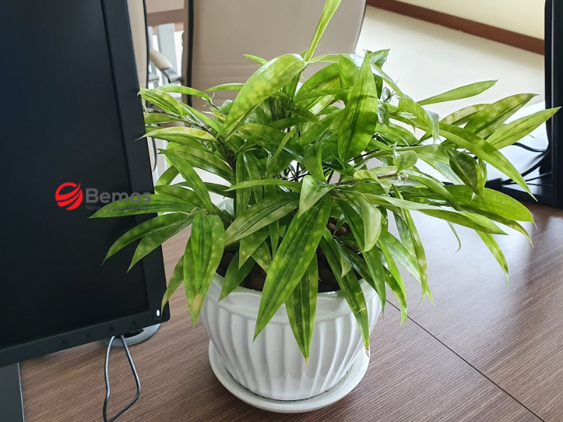 Các vị trí nên đặt cây để bàn làm việc theo phong thủy