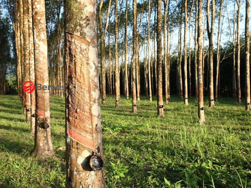 Gỗ cao su bền vững và có giá thành phải chăng